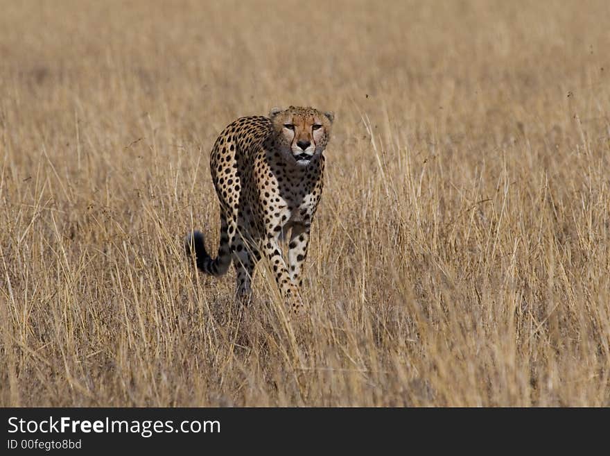 Cheetah, Acinonyx jubatus