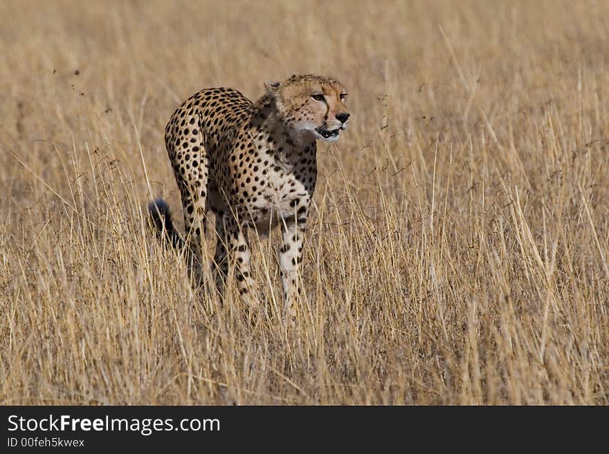 Cheetah Acinonyx jubatus