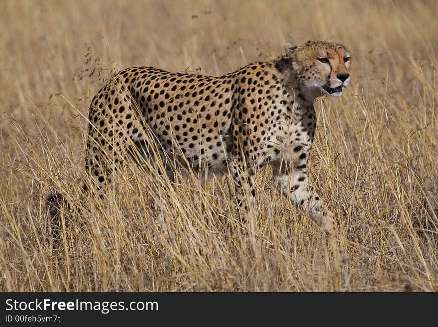 Cheetah, Acinonyx jubatus