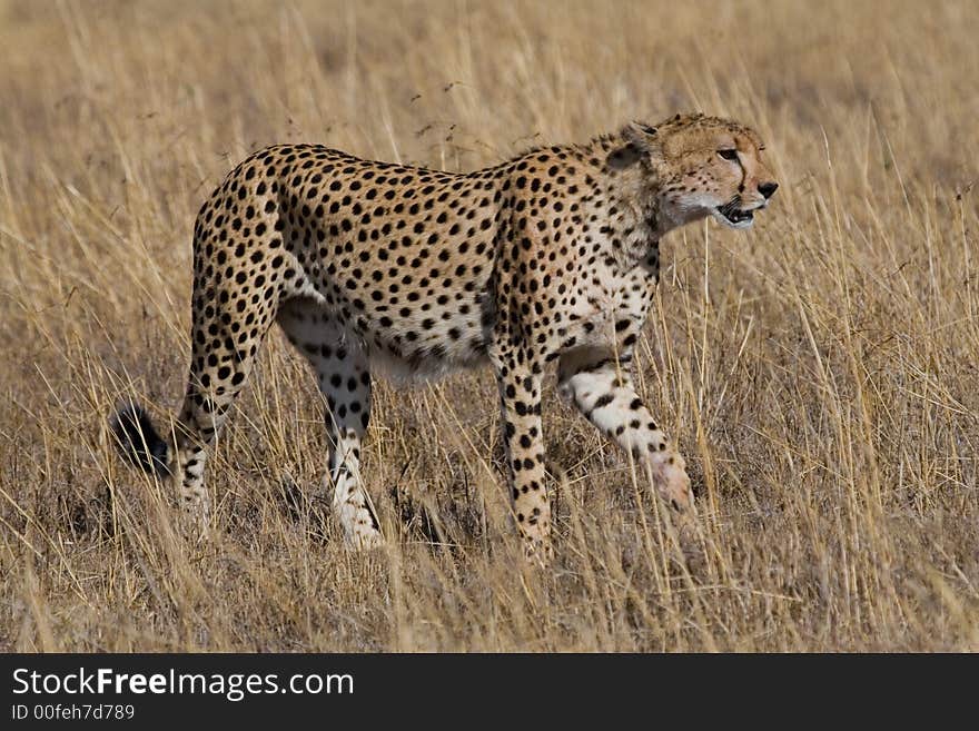 Cheetah Acinonyx jubatus