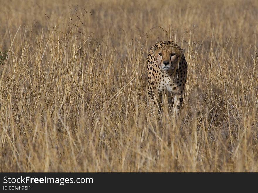 Cheetah, Acinonyx jubatus