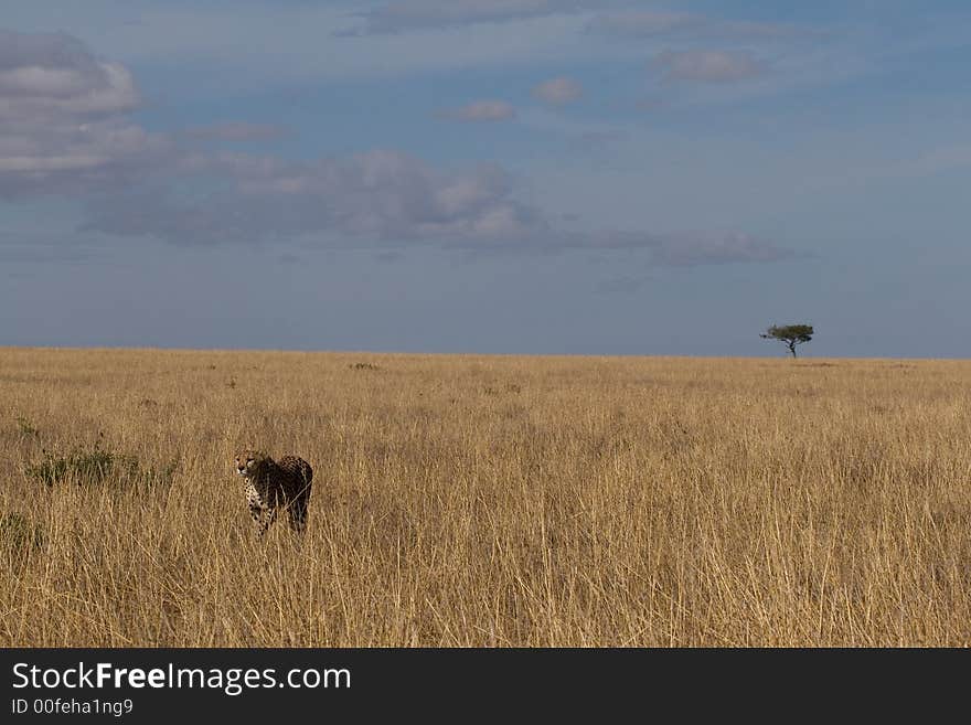 Landscape view of single cheetah in natural habitat of wide open grassland, Masai Mara Serengeti ecosystem, East Africa