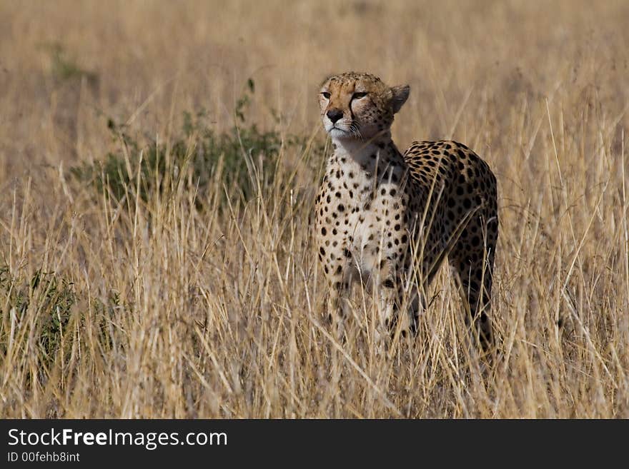 Cheetah, Acinonyx jubatus