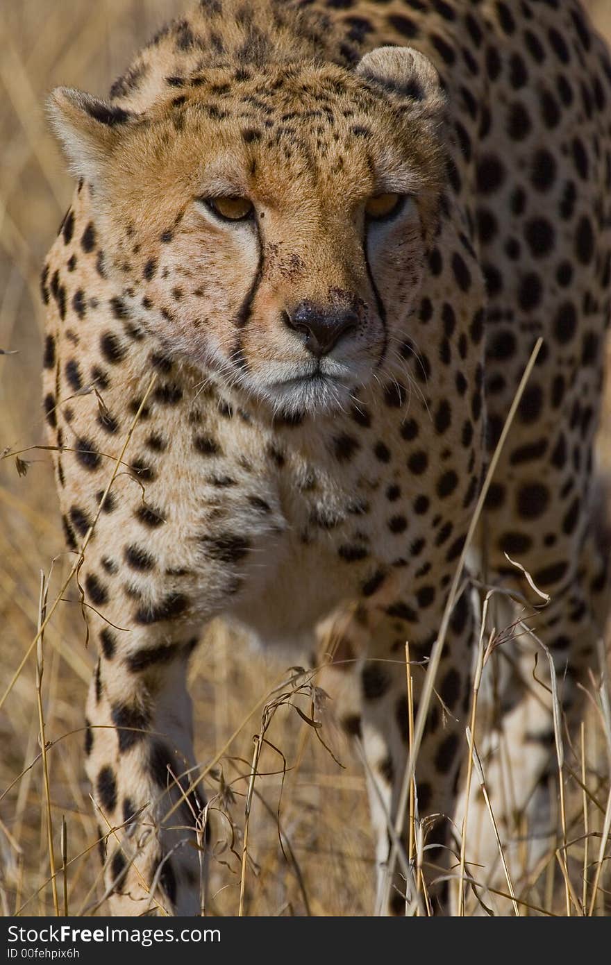 Cheetah