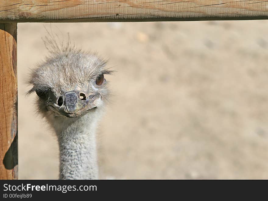 Framed Ostrich Head, space for your text