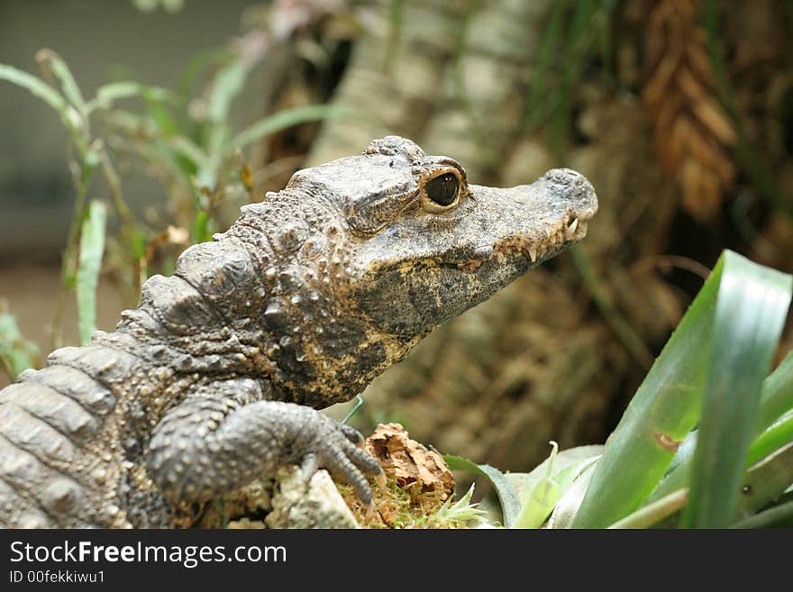 Closeup of crocodile with focus on the eye. Closeup of crocodile with focus on the eye