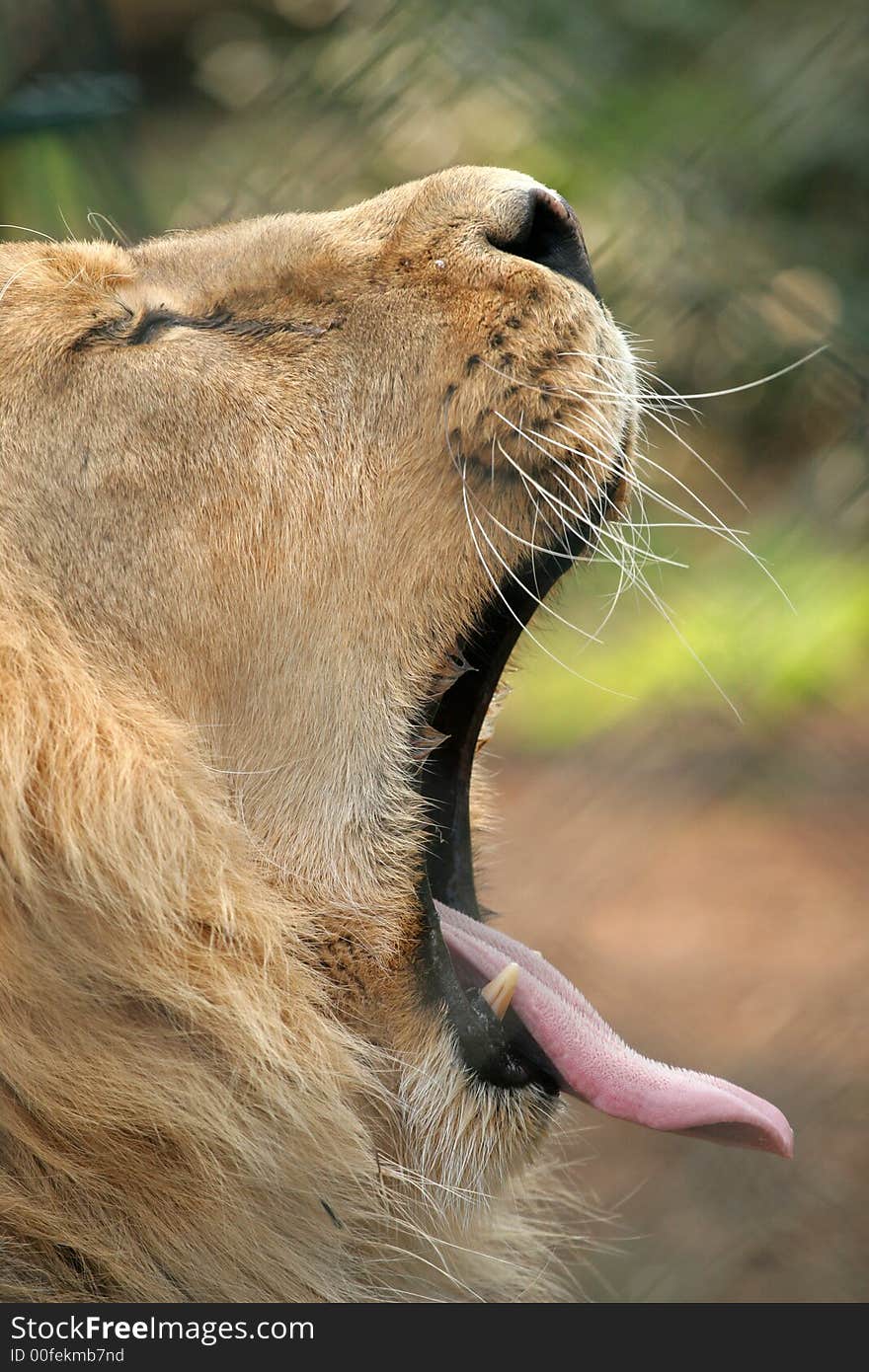 Male lion yawning and showing teeth