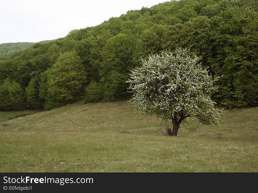 Lonely tree in bloom