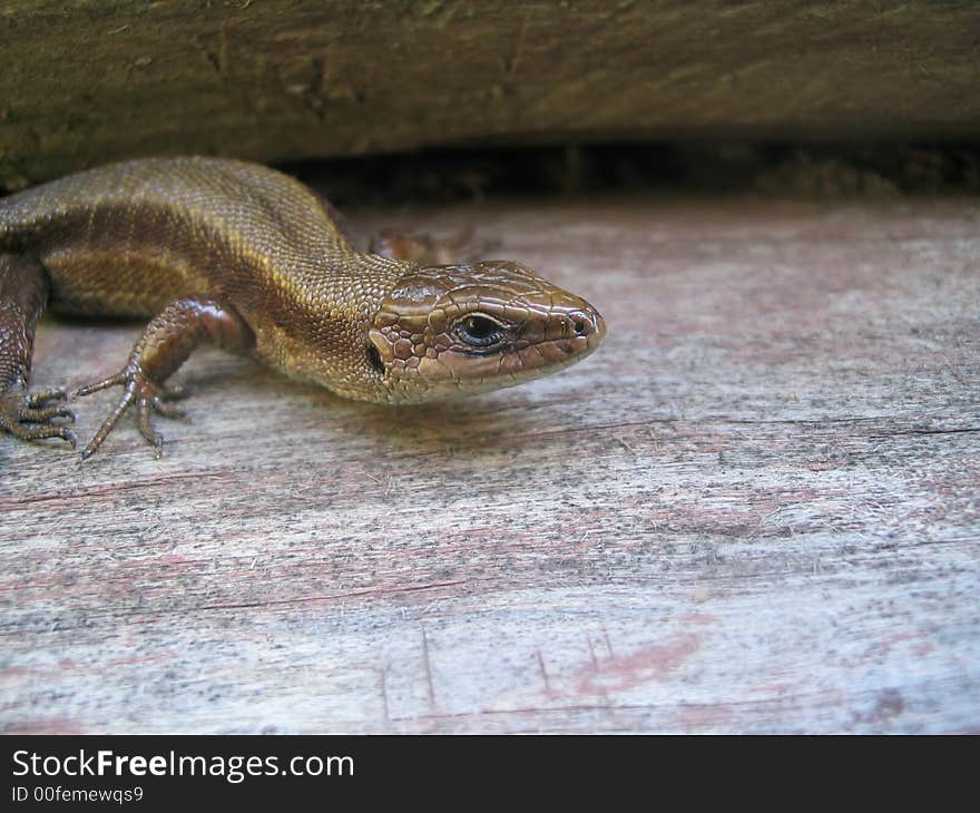 Lizard sits on old wood