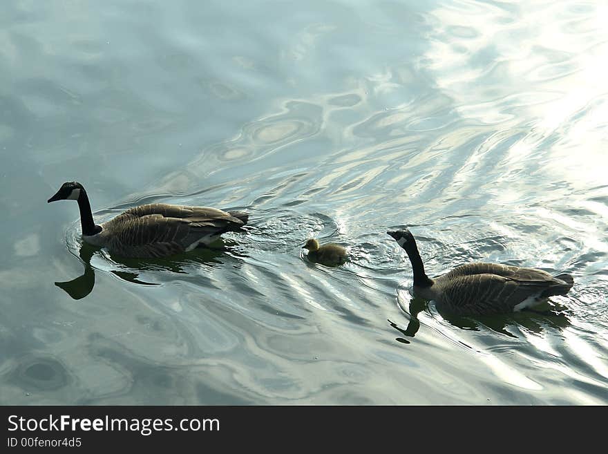 Canadian geese with only one young gosling to protect