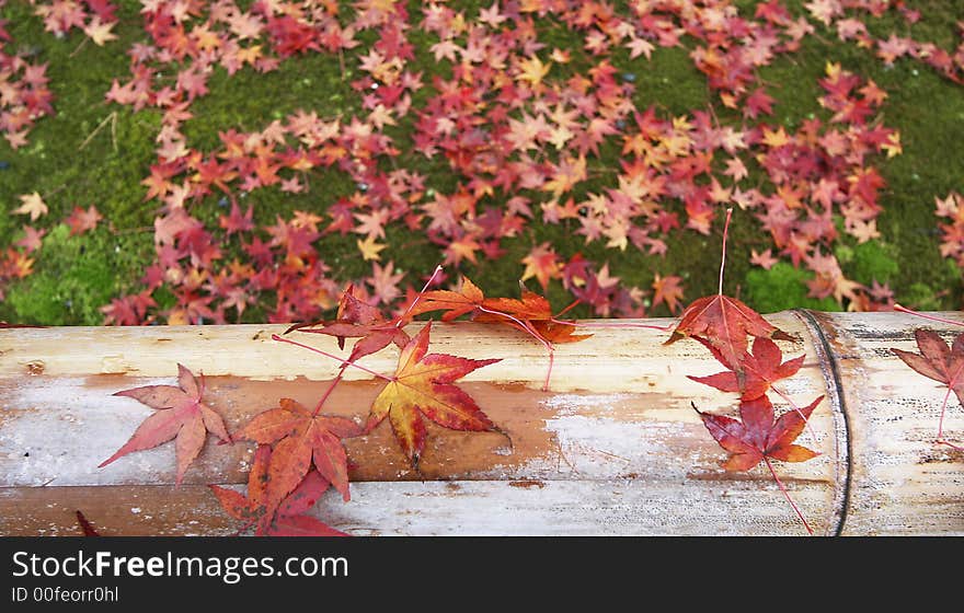 Japanese maple on bamboo