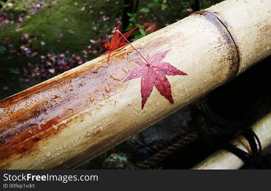 Japanese maple on bamboo