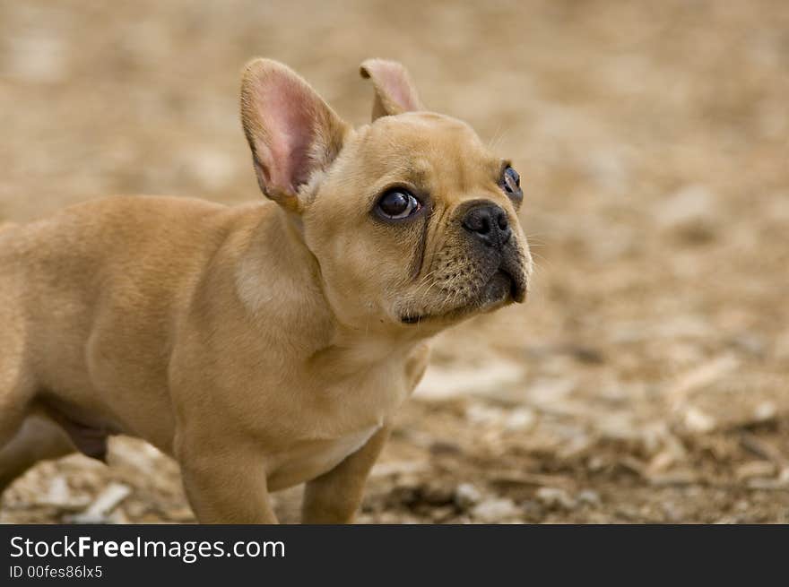 Bulldog puppy