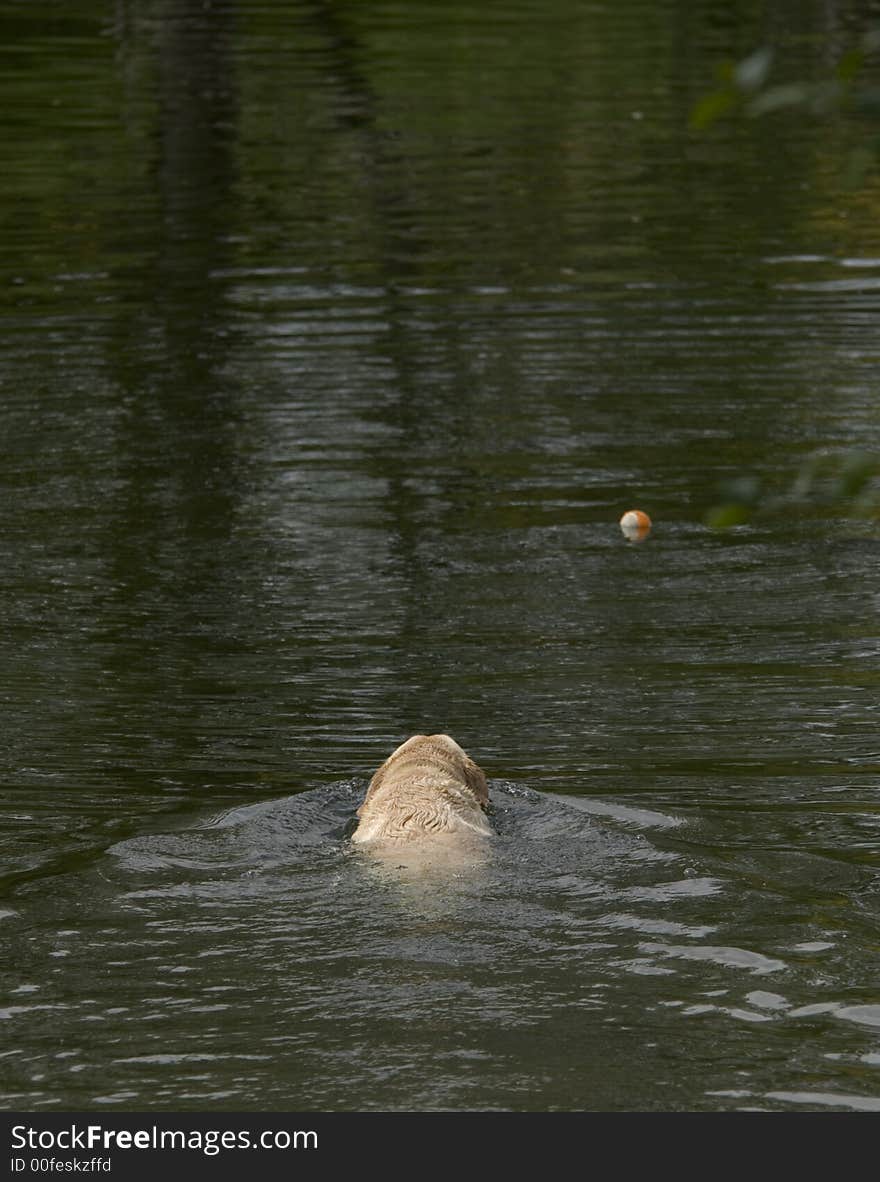 Yellow Lab swimming