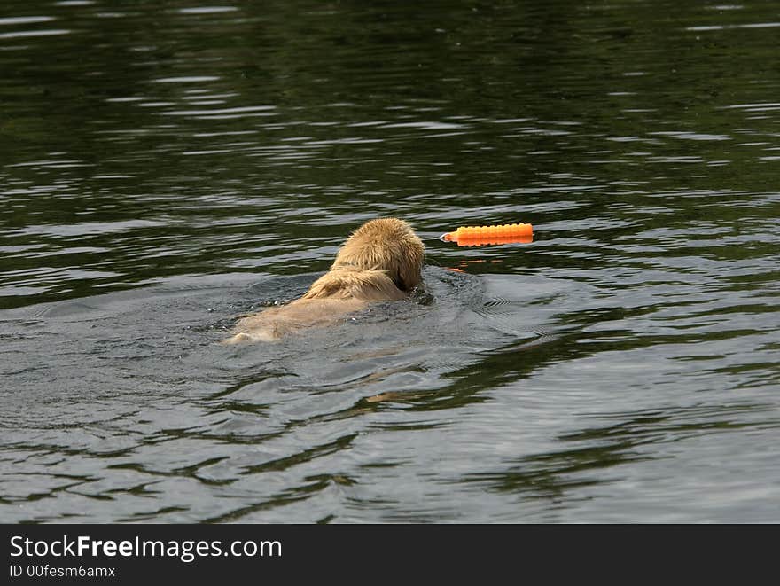 Golden Retriever Swimming