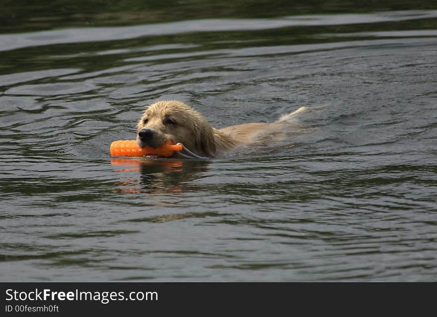 Golden Retriever Swimming