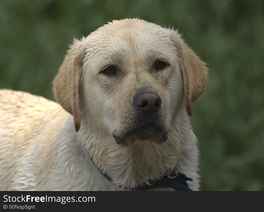 Headshot of a yellow lab