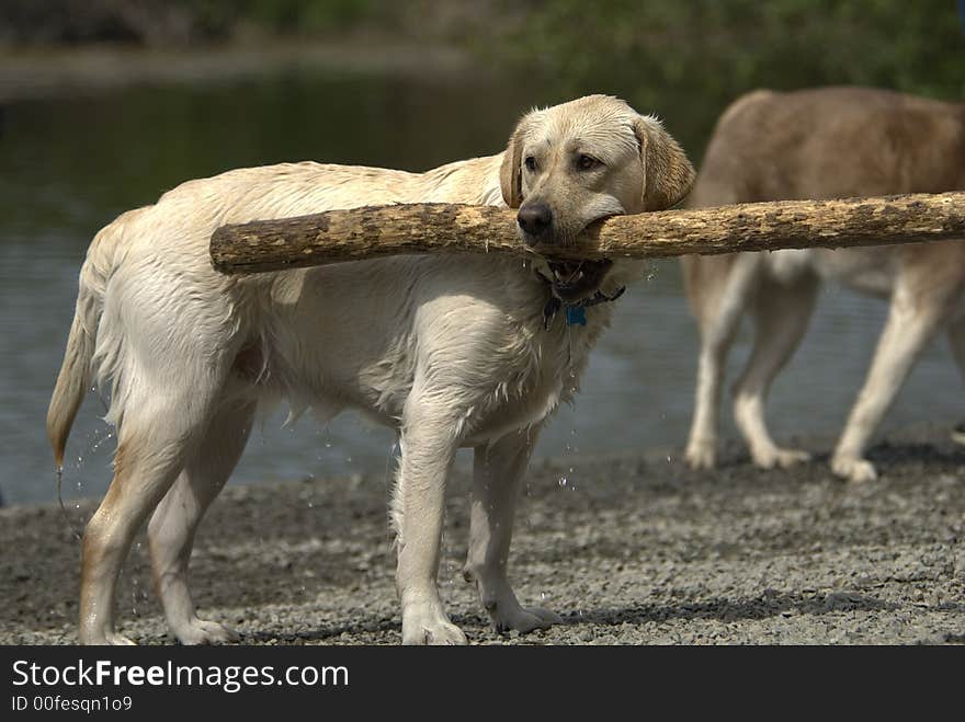 Yellow lab with big stick in its mouth