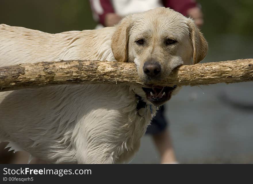 Yellow Lab With Big Stick