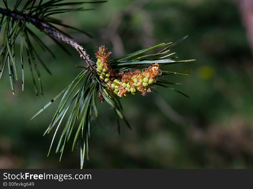 Spring conifer limb in a blurry background