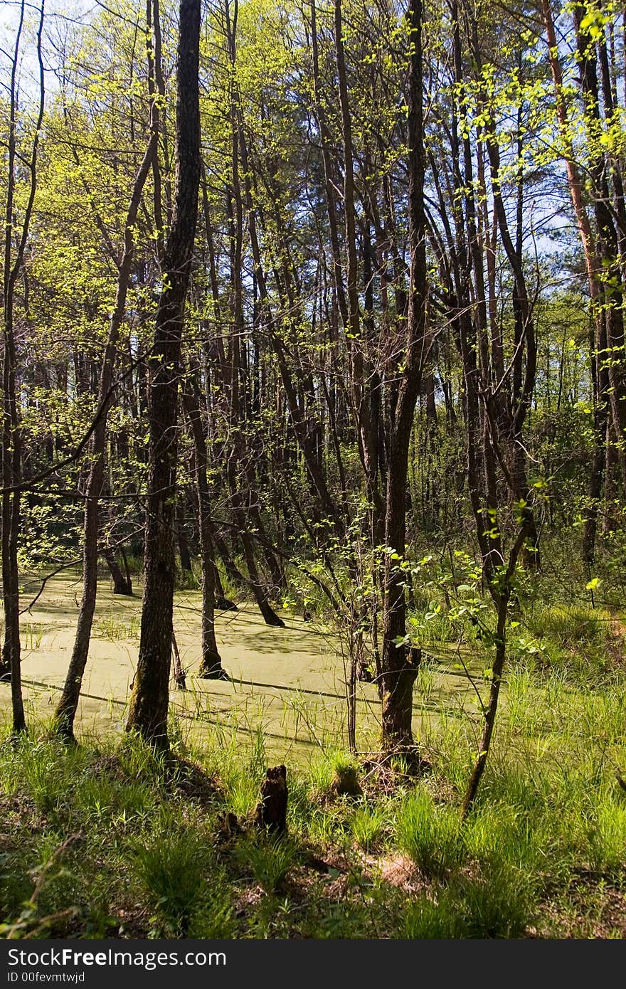 Swamp in a forest in a late afternoon sunlight