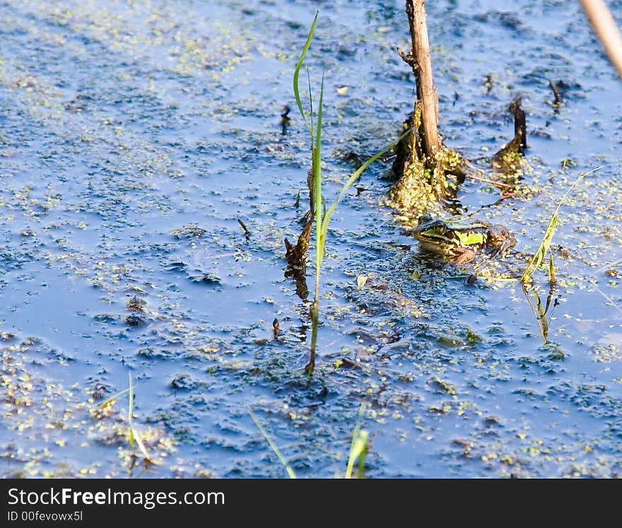 Green tree frog in a swamp