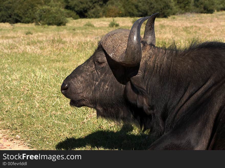 Buffalow male lying down next to road. Buffalow male lying down next to road