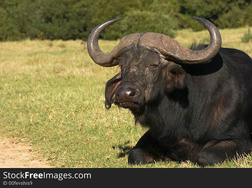 Buffalow on road verge