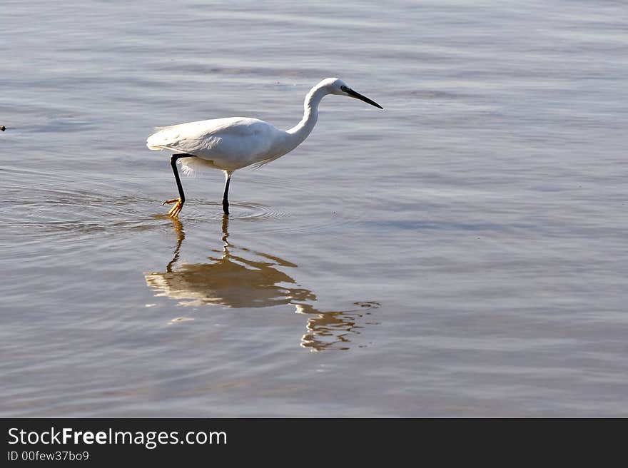 Egret Walking In The Water