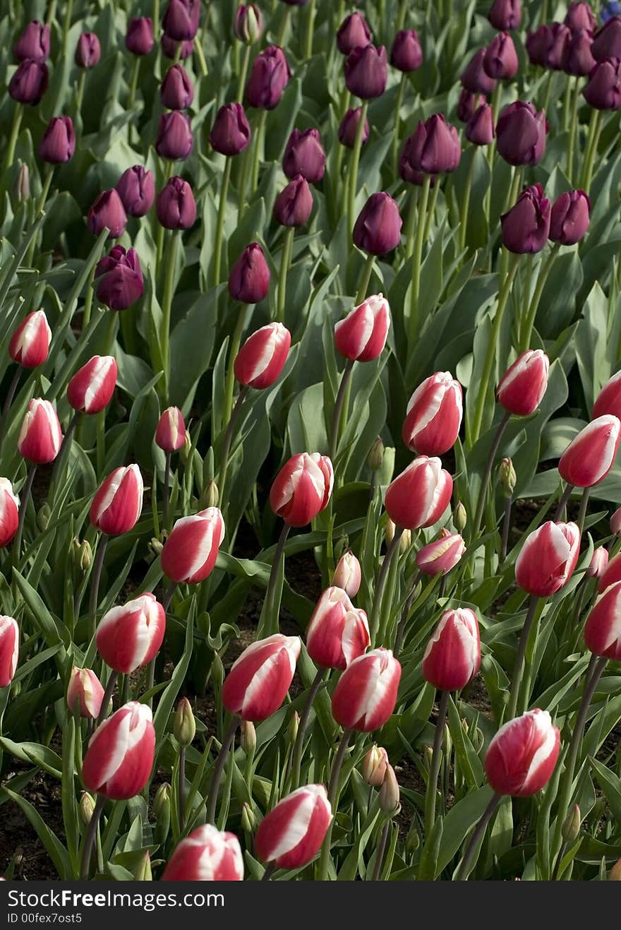 Rows of differently colored tulips leaning from the wind. Rows of differently colored tulips leaning from the wind