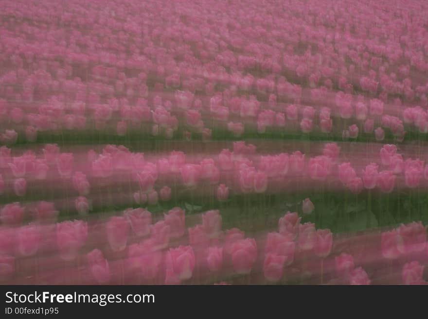 Rows of pink tulips blurred for a dreamy effect. Rows of pink tulips blurred for a dreamy effect