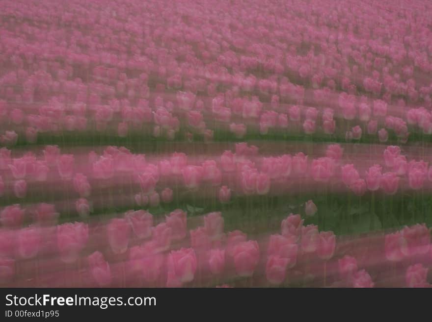 Pink dreamy tulips