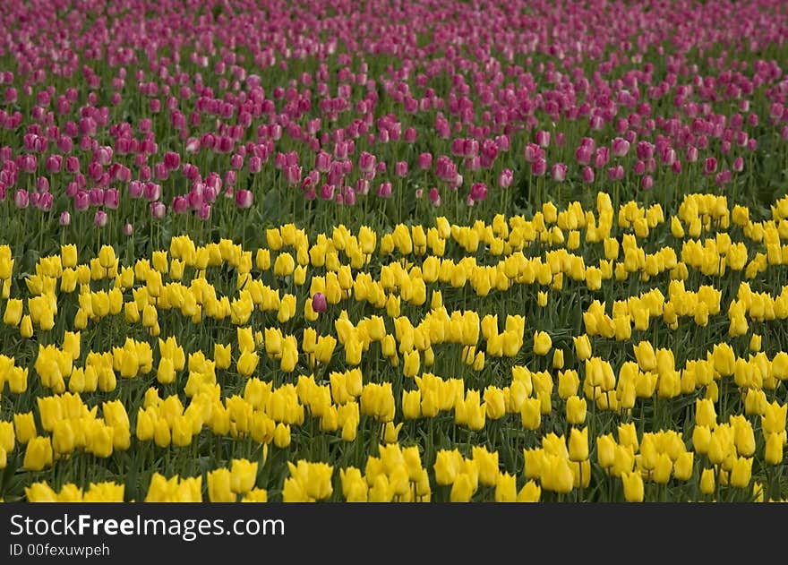 Rows of purple and yellow tulips. Rows of purple and yellow tulips