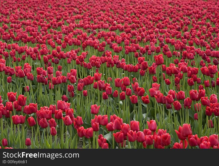 A field of red tulips