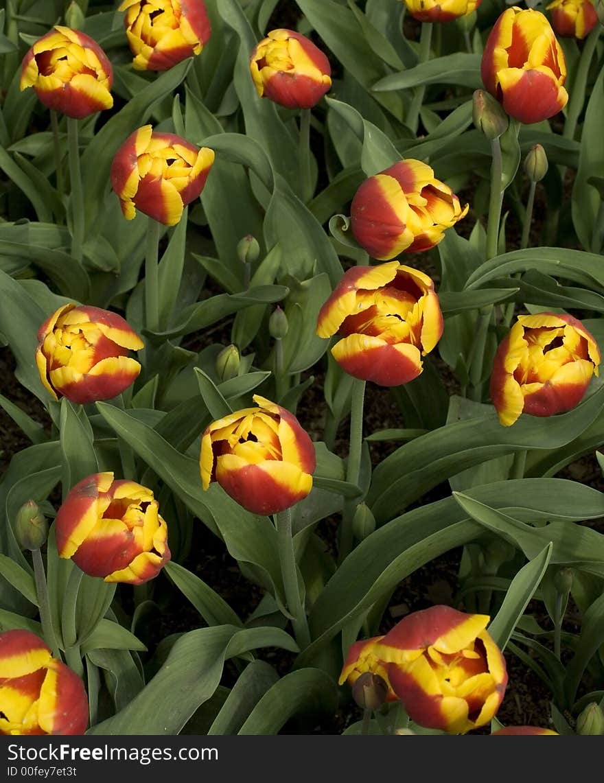 A close up (from above) of yellow-red tulips