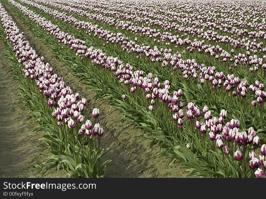 Rows of purple-white tulips. Rows of purple-white tulips