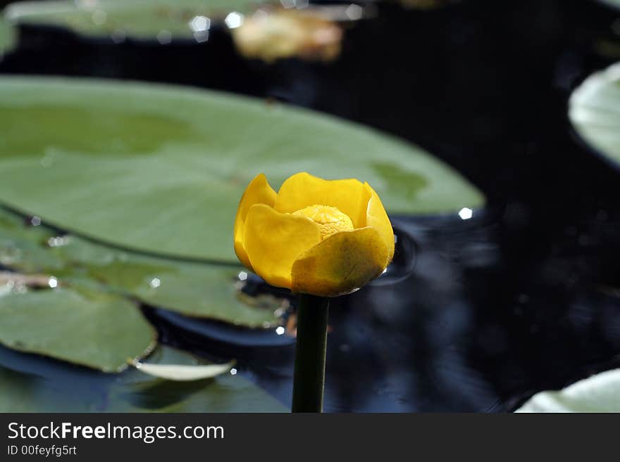 Nuphar lurea or brandy-bottle or candock or yellow water  lily or water-bean