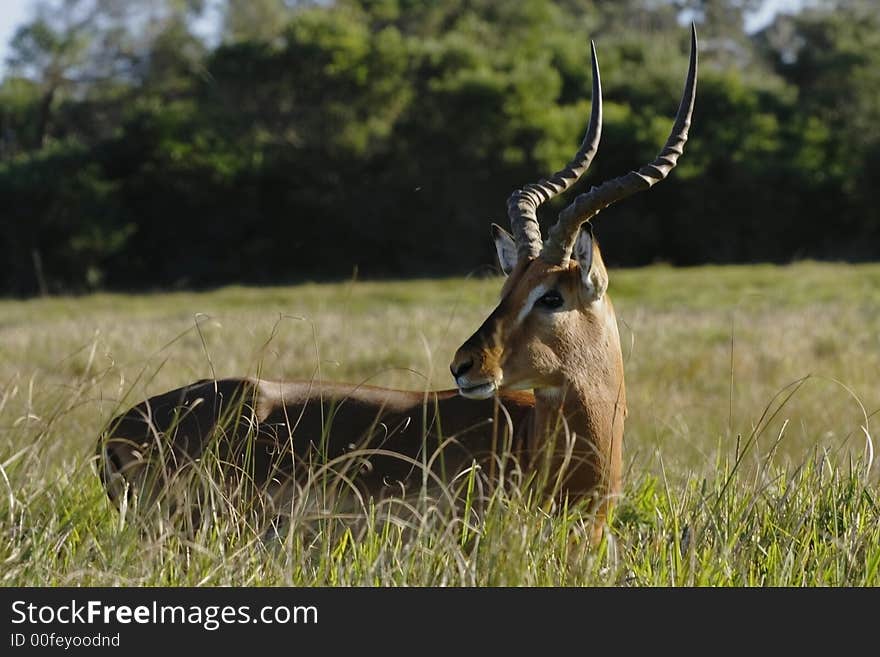 Impala,standing and looking arround in long grass. Impala,standing and looking arround in long grass