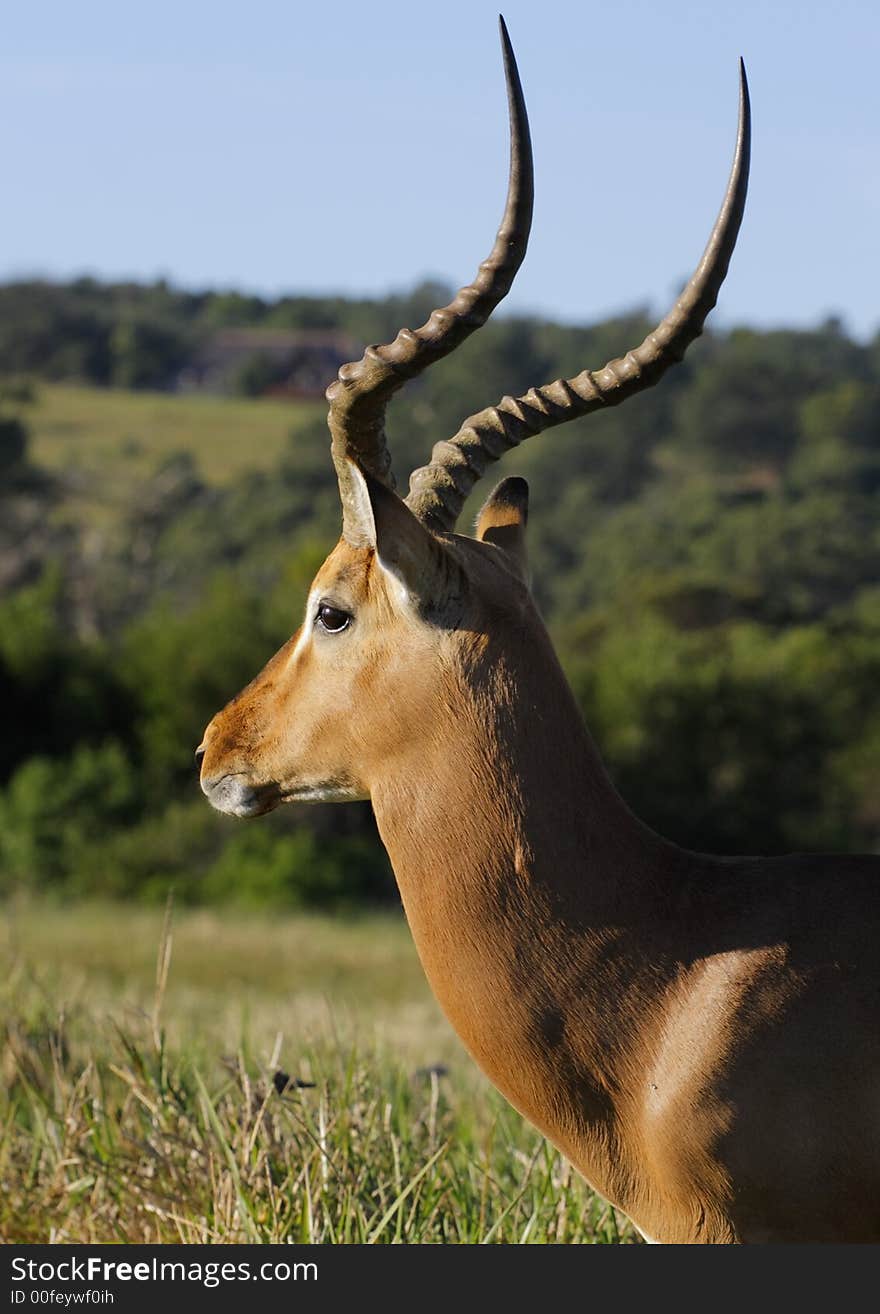 Impala Profile