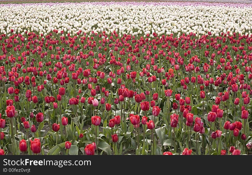 A field of red, white and pink tulips. A field of red, white and pink tulips