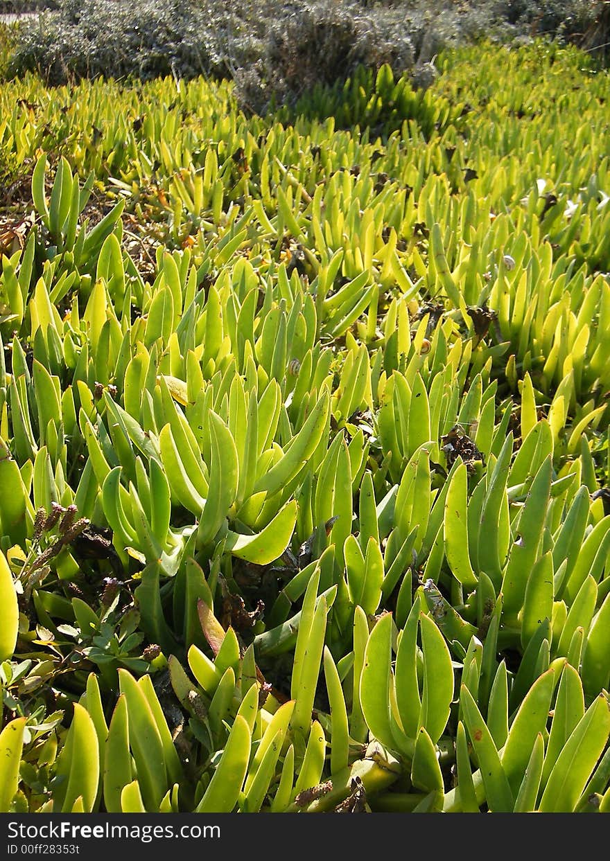 Green Dune