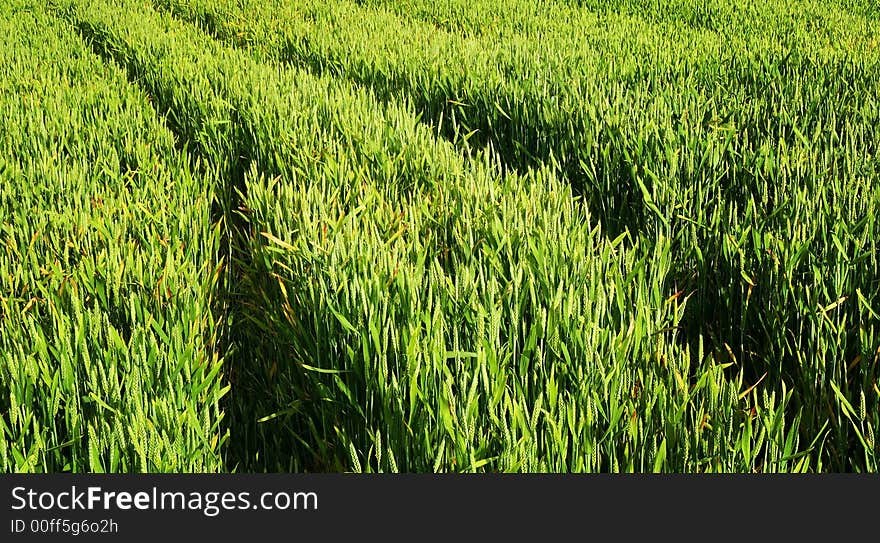 Spring wheat field background. Detail.