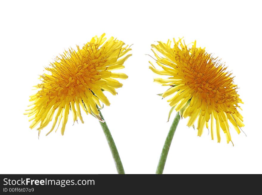 Two dandelions on white background spring flowers