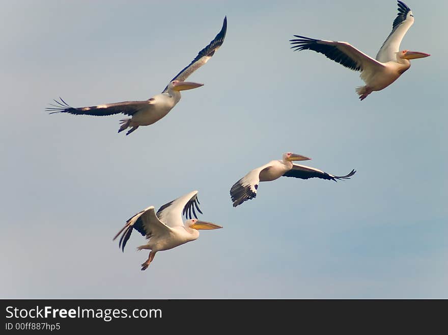 Flying pelican