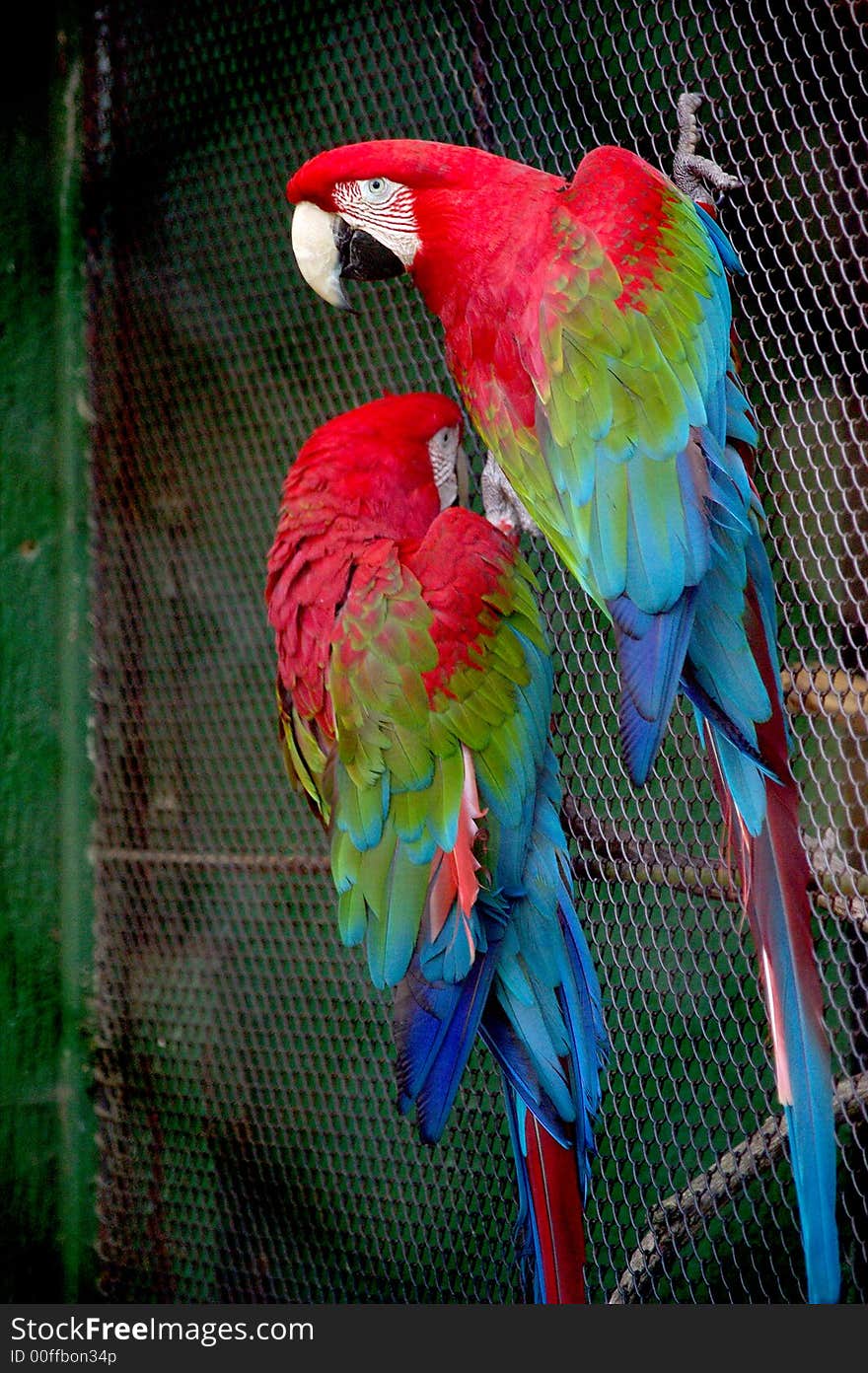 Parrots