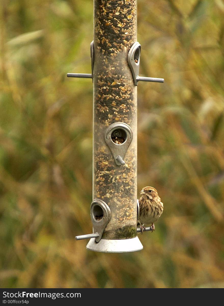 This little Sparrow was photographed on a feeder in the UK.