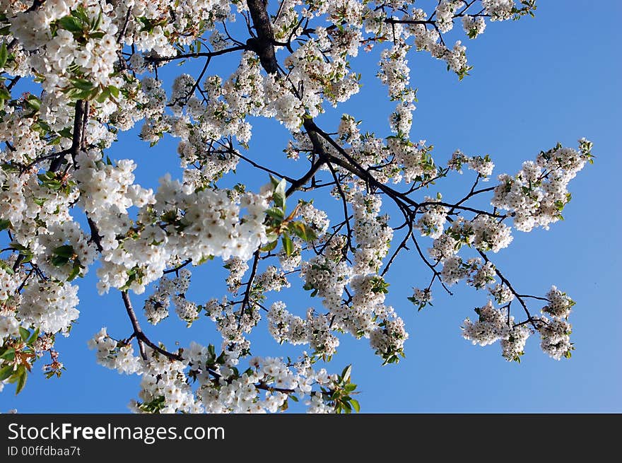 Cherry flowers