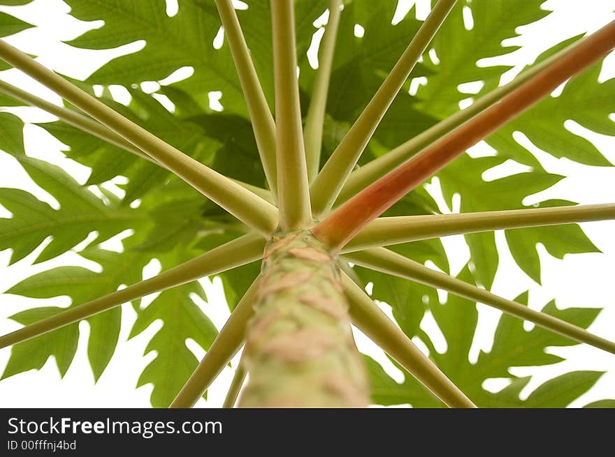 A view of papaya trunk tree from below. A view of papaya trunk tree from below.