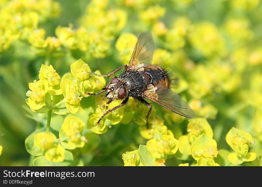 Close - up of fly on yellow flowers.