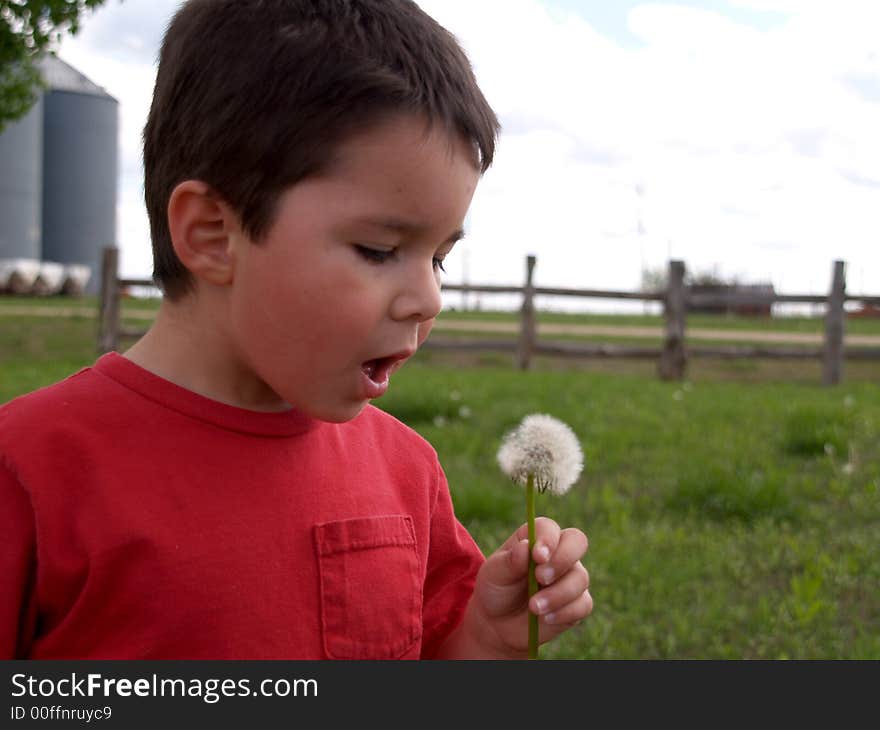 Little boy blowing dandilions in the Spring. Little boy blowing dandilions in the Spring